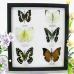 6 wunderschöne echte Schmetterlinge im Schaukasten 25 x 23 x 2cm Nr. q 19