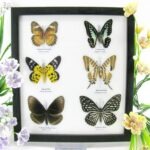 6 wunderschöne echte Schmetterlinge im Schaukasten 25 x 23 x 2cm Nr. q 21