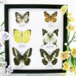 6 wunderschöne echte Schmetterlinge im Schaukasten 25 x 23 x 2cm Nr. q 23