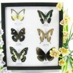 6 wunderschöne echte Schmetterlinge im Schaukasten 25 x 23 x 2cm Nr. q 25