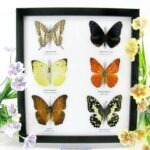 6 wunderschöne echte Schmetterlinge im Schaukasten 25 x 23 x 2cm Nr. q 27