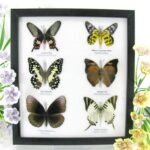 6 wunderschöne echte Schmetterlinge im Schaukasten 25 x 23 x 2cm Nr. q 28