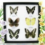 6 wunderschöne echte Schmetterlinge im Schaukasten 25 x 23 x 2cm Nr. q 35