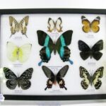 9 wunderschöne echte Schmetterlinge im Schaukasten 32,5 x 25 x 2cm Nr. B 09