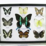 9 wunderschöne echte Schmetterlinge im Schaukasten 32,5 x 25 x 2cm Nr. B 15