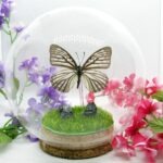 Garantiertes Einzelstück ~ Art Kunst ~ Eine Glaskugel mit echten präparierten Schmetterling in 3D (Nr 01)