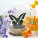 Echter präparierter wunderschöner Schmetterling in 3D Glaskugel Einzelstück Neu