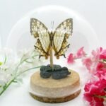 Echter präparierter wunderschöner Schmetterling in 3D Glaskugel Einzelstück Neu