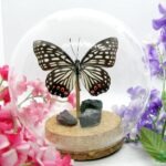Echter präparierter wunderschöner Schmetterling in 3D Glaskugel Einzelstück Neu