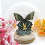 Echter präparierter wunderschöner Schmetterling in 3D Glaskugel Einzelstück Neu