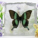 Briefbeschwerer XXL Papilio Blumei als Briefbeschwerer