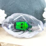 Echtes Insekt in Kunstharz gegossen