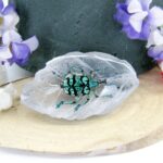 Echtes Insekt in Kunstharz gegossen