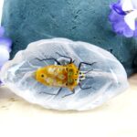 Echtes Insekt in Kunstharz gegossen