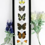 6 wunderschöne echte Schmetterlinge im Schaukasten 43 x 13,5 x 2cm Nr. h 06