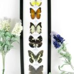 6 wunderschöne echte Schmetterlinge im Schaukasten 43 x 13,5 x 2cm Nr. h 13