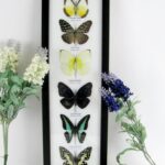 6 wunderschöne echte Schmetterlinge im Schaukasten 43 x 13,5 x 2cm Nr. h 17