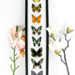 8er Set echte präparierte Schmetterlinge im Schaukasten 2te Wahl