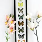 8 wunderschöne echte Schmetterlinge im XXL Schaukasten 58 x 13,5 x 2cm Nr. h 11