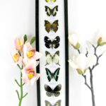 8 wunderschöne echte Schmetterlinge im XXL Schaukasten 58 x 13,5 x 2cm Nr. h 15