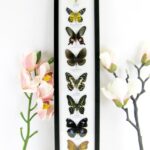 8 wunderschöne echte Schmetterlinge im XXL Schaukasten 58 x 13,5 x 2cm Nr. h 16