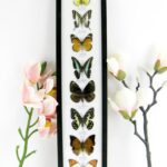 8 wunderschöne echte Schmetterlinge im XXL Schaukasten 58 x 13,5 x 2cm Nr. h 17