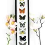 8 wunderschöne echte Schmetterlinge im XXL Schaukasten 58 x 13,5 x 2cm Nr. h 18