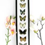 8 wunderschöne echte Schmetterlinge im XXL Schaukasten 58 x 13,5 x 2cm Nr. h 21