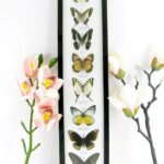 8 wunderschöne echte Schmetterlinge im XXL Schaukasten 58 x 13,5 x 2cm Nr. h 22