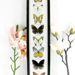 8 wunderschöne echte Schmetterlinge im XXL Schaukasten 58 x 13,5 x 2cm Nr. h 23