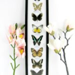 8 wunderschöne echte Schmetterlinge im XXL Schaukasten 58 x 13,5 x 2cm Nr. h 26