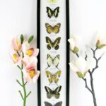 8 wunderschöne echte Schmetterlinge im XXL Schaukasten 58 x 13,5 x 2cm Nr. h 27