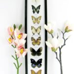 8 wunderschöne echte Schmetterlinge im XXL Schaukasten 58 x 13,5 x 2cm Nr. h 28