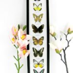 8 wunderschöne echte Schmetterlinge im XXL Schaukasten 58 x 13,5 x 2cm Nr. h 29