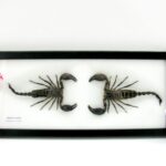 2 echte Skorpione - Giant Scorpion (Palamnaeus fulvipes) - im Schaukasten