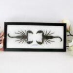 2te Wahl - 2 echte Skorpione - Giant Scorpion (Palamnaeus fulvipes) - im Schaukasten