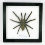 Riesige echte Vogelspinne - Eurypeima spinicrus - auf Watte gelegt