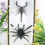 Riesiger Skorpion und riesige Vogelspinne - im 3D Schaukasten aus Holz