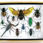 Echte exotische Insekten - einmalig - im mittelgroßem Schaukasten - Wandbild m32