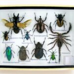 Echte exotische Insekten - einmalig - im mittelgroßem Schaukasten - Wandbild m34