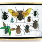 Echte exotische Insekten - einmalig - im mittelgroßen Schaukasten - Wandbild m38