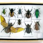 Echte exotische Insekten - einmalig - im mittelgroßen Schaukasten - Wandbild m39