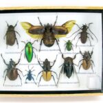 Echte exotische Insekten - einmalig - im mittelgroßen Schaukasten - Wandbild m44