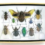 Echte exotische Insekten - einmalig - im mittelgroßen Schaukasten - Wandbild m45