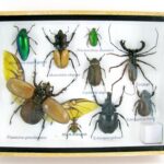 Echte exotische Insekten - einmalig - im mittelgroßen Schaukasten - Wandbild m46