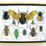 Echte exotische Insekten - einmalig - im mittelgroßen Schaukasten - Wandbild m49