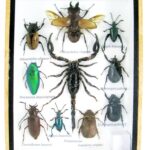 Echte exotische Insekten - einmalig - im mittelgroßen Schaukasten - Wandbild m58