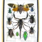 Echte exotische Insekten - einmalig - im mittelgroßen Schaukasten - Wandbild m63