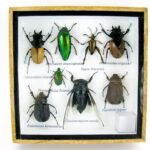 Echte exotische Insekten - einmalig - im Schaukasten - Wandbild s21