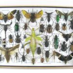 Echte exotische Insekten - einmalig und wunderschön - im XXL 3D Schaukasten - XXL30